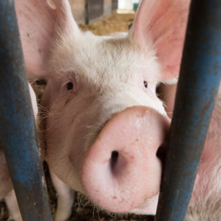 Ein Schwein steckt seinen Rüssel durch das Gitter seines Geheges und schaut in die Kamera